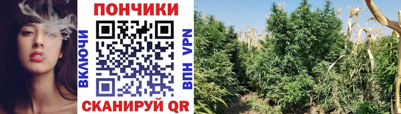 Купить закладки  Чебаркуль  Конопля LSD WEED 